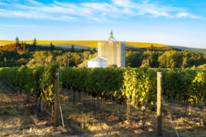 Aluve Estate Vineyard
