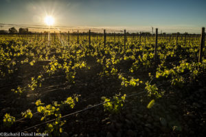 Walla Walla Valley Wine Month 9