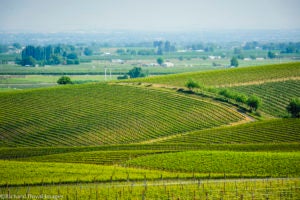 Walla Walla Valley Wine Month Announced for April 2020