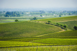 Walla Walla Valley Wine Month Announced for April 2020