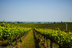 Walla Walla Valley Wine Month 7