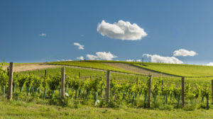 Walla Walla Valley Wine Month 8