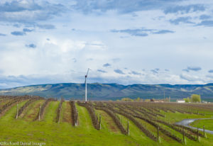 Pepper Bridge Vineyard looking into Blue Mountains