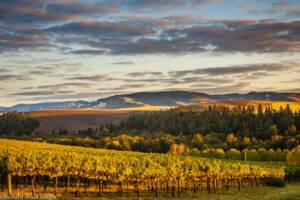 Wander Walla Walla Valley Wine 1