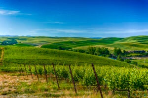 Summer Celebration Aims to Highlight Walla Walla Valley Wine