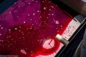The Art of the Hunt: Art, Wine & Vintage 6