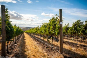 Walla Walla Valley Wine Announces New Leadership and Direction