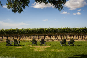 The Summer Picnic Wine