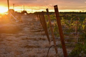 Ducleaux Cellars 3