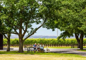 The Summer Picnic Wine 1