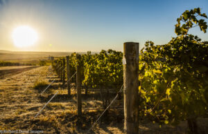 Two Walla Walla Valley Wine Professionals Named to Wine Enthusiast’s 2021 40 Under 40 Tastemakers List 1