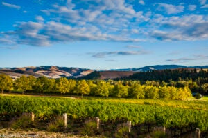 Walla Walla Valley Successfully Defends Its Title, Named 'Best Wine Region' in the 2021 USA TODAY 10Best Readers' Choice Awards