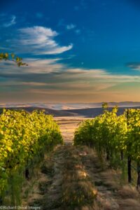 Golden Ridge Cellars' estate vineyard shot