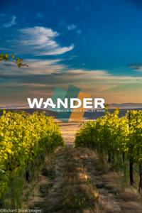 Golden Ridge Cellars' estate vineyard row