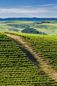 Walla Walla Valley Wine Month 25