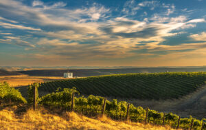 Vineyard shot in the Walla Walla Valley