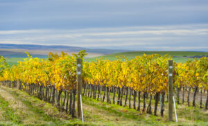 Wander Walla Walla Valley Wine 36
