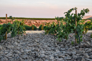 Terroir