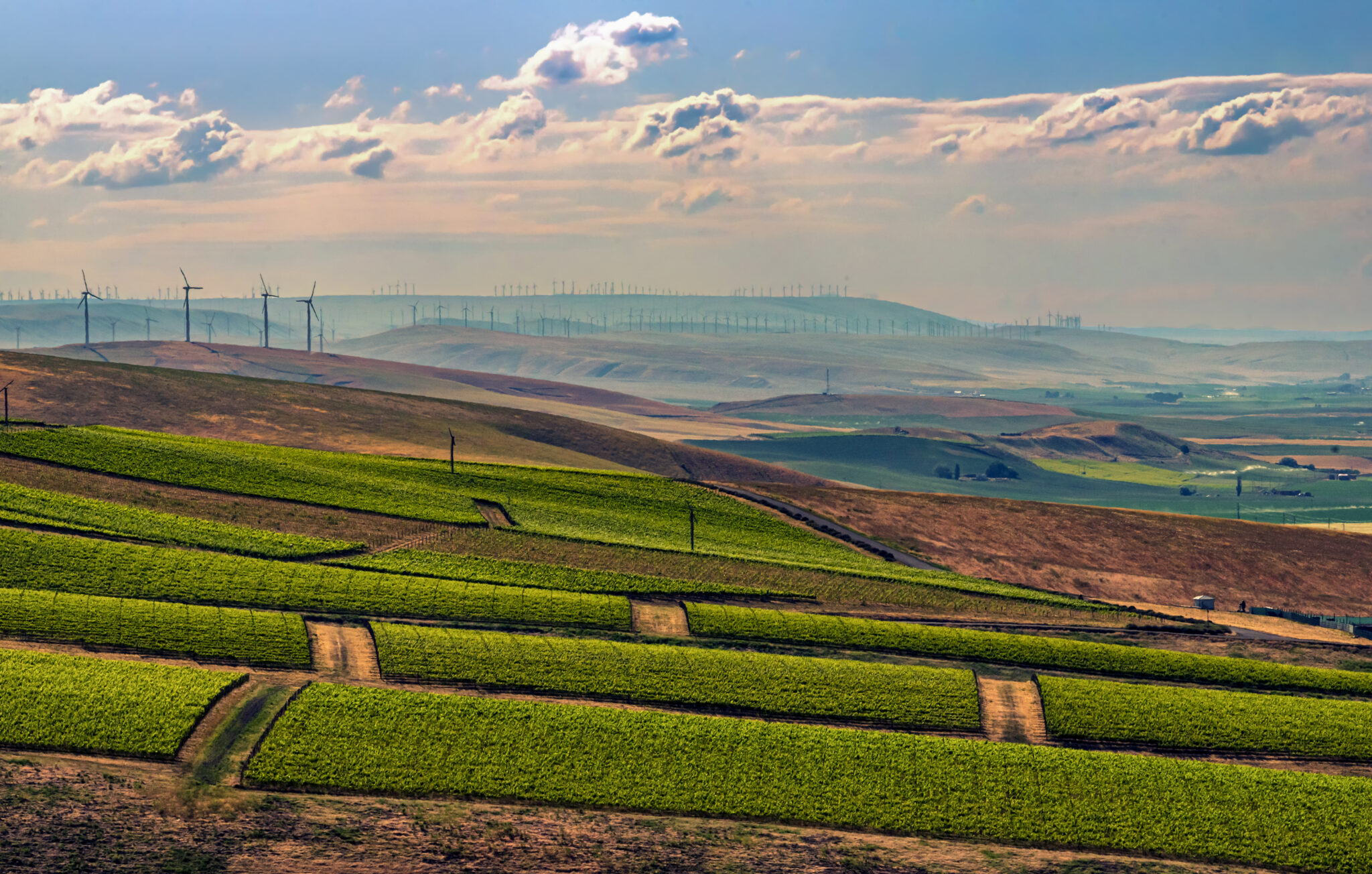 Vineyards