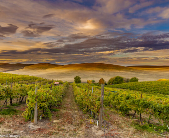 Vineyards 1