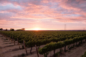 The future of Walla Walla Wine: 1
