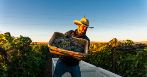 Vital Wines: What does it mean to be vital?