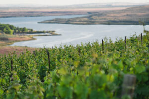 Mercer Wine Estates 2