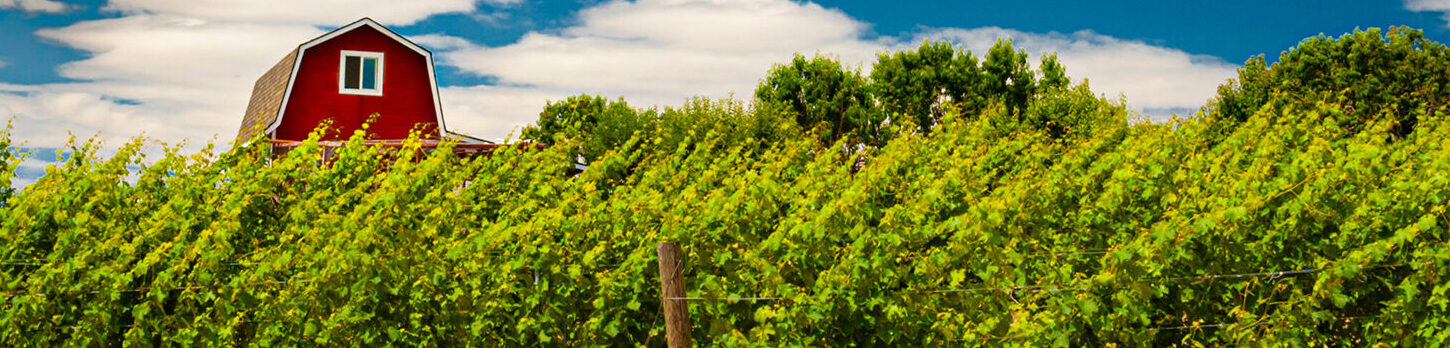 Walla Walla Valley vineyard with red barn
